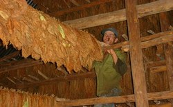 In Cuba With around 26 million poles collected, Pinar del Río concludes the tobacco leaf harvest 